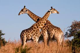 giraffes